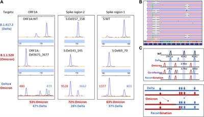 SARS-CoV-2 coinfections with variant genomic lineages identified by multiplex fragment analysis